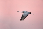 Crane;Flying-Bird;Grus-canadensis;Photography;Sandhill-Crane;Sunrise;action;acti